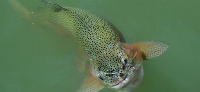 Trucha arcoiris | SEO/BIRDLIFE ep trucha arcoiris