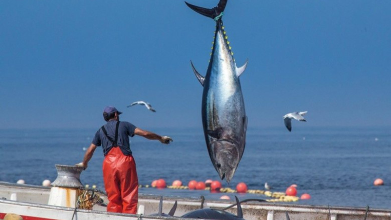 ep archivo   pesca de atun en la provincia