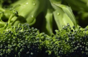 ep investigadores del csic muestran la posibilidad de usar membranas vegetales para mejorar la