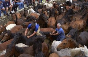 ep july 9 2019 - sabucedo galicia spain aloitadores immobilize wild horses with their hands and