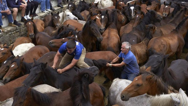 ep july 9 2019 - sabucedo galicia spain aloitadores immobilize wild horses with their hands and