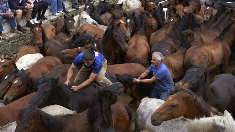 ep july 9 2019 - sabucedo galicia spain aloitadores immobilize wild horses with their hands and ep july 9 2019 - sabucedo galicia spain aloitadores immobilize wild horses with their hands and