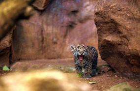 ep loro parque celebra el nacimiento de los mellizos de jaguar