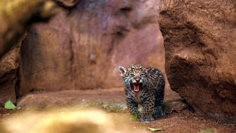 Loro Parque celebra el nacimiento de los mellizos de jaguar | LORO PARQUE ep loro parque celebra el nacimiento de los mellizos de jaguar