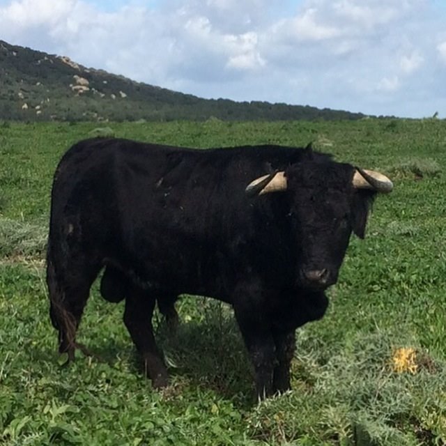 ep toro de lidia tauromaquia toreros corridas de toros ep toro de lidia tauromaquia toreros corridas de toros
