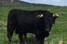 ep toro de lidia tauromaquia toreros corridas de toros