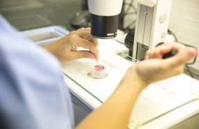 laboratorio fiv biloga 