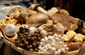 setas y hongos setas y hongos